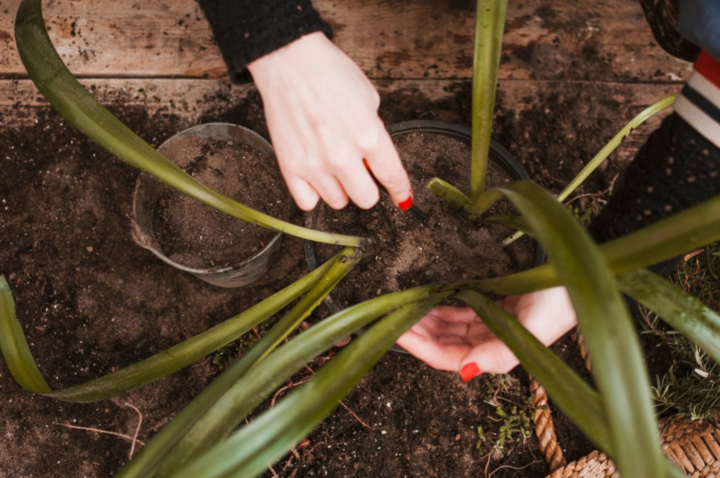 Keeping The Potting Mix Constantly Wet