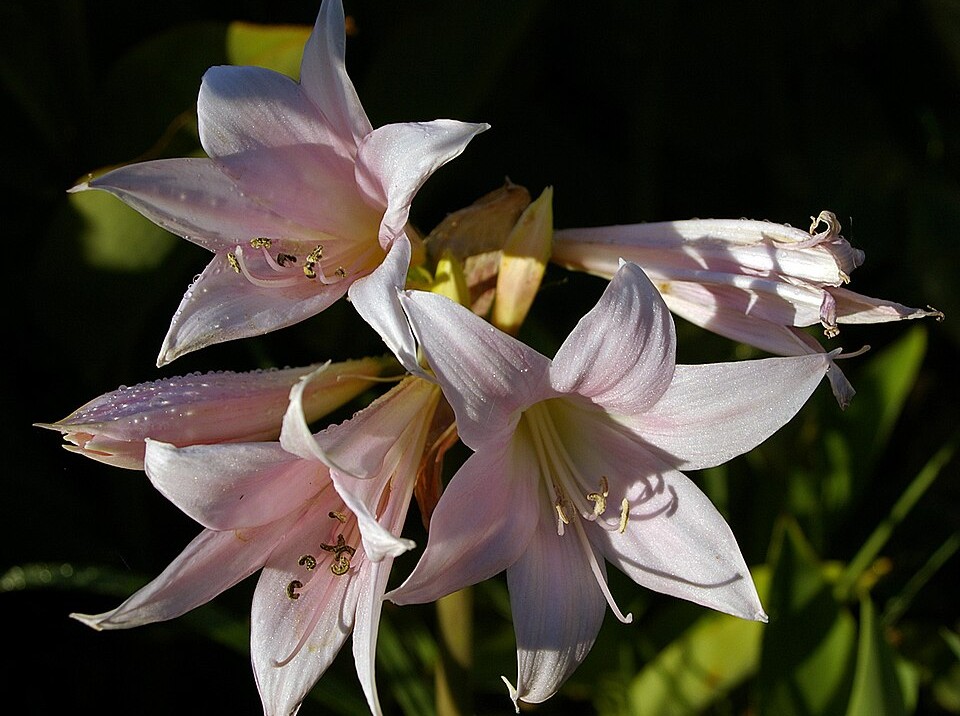 Skipping A Proper Fall Dormancy