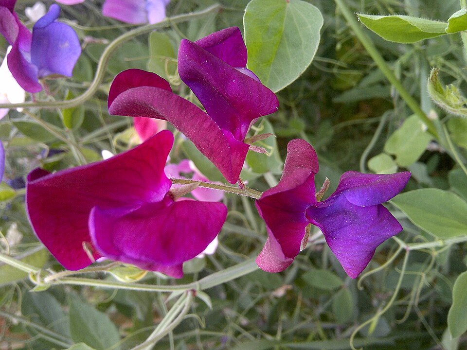 Sweet Peas