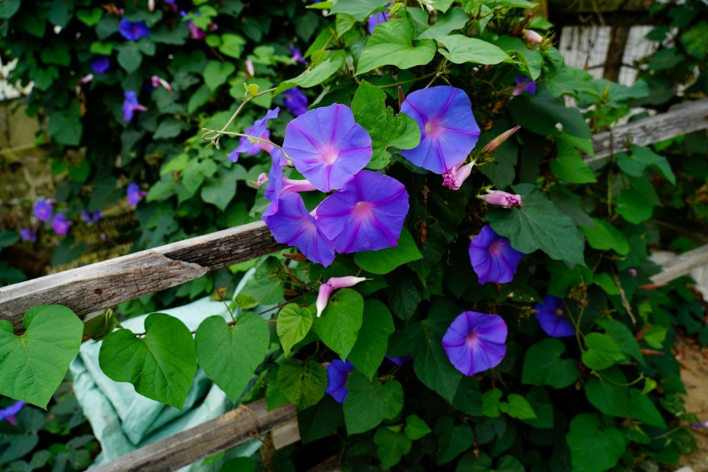 Morning Glories