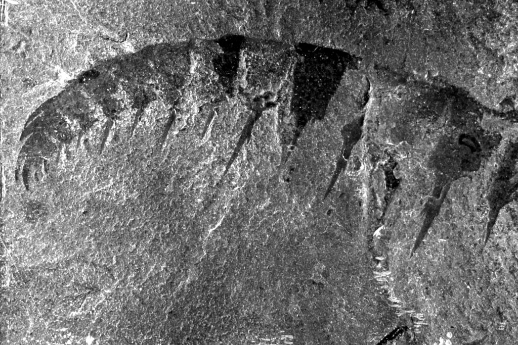 Anomalocaris, Cambrian Seas