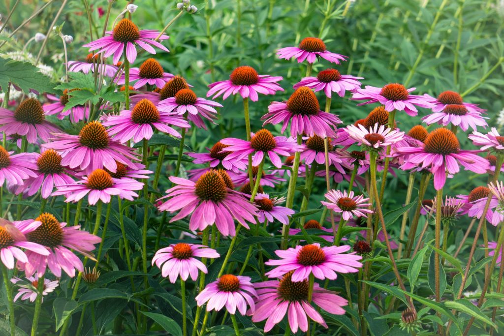Coneflowers