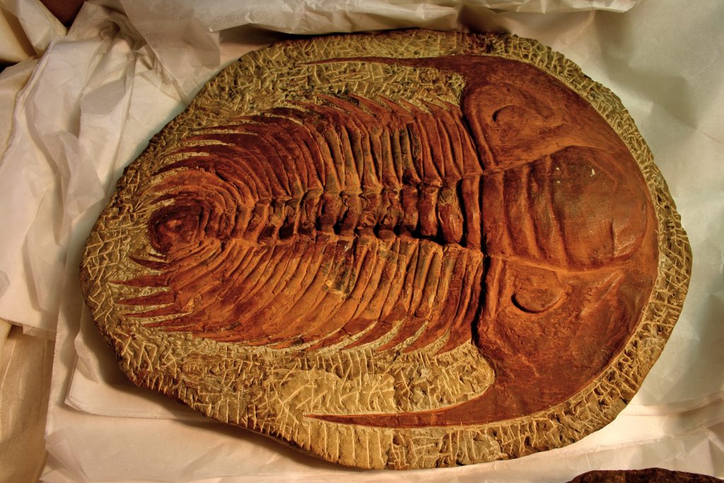 Trilobites, Paleozoic Seafloor Swarmers