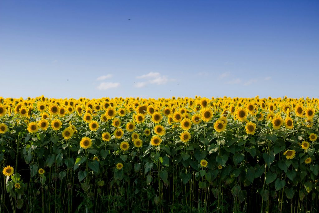 Sunflowers