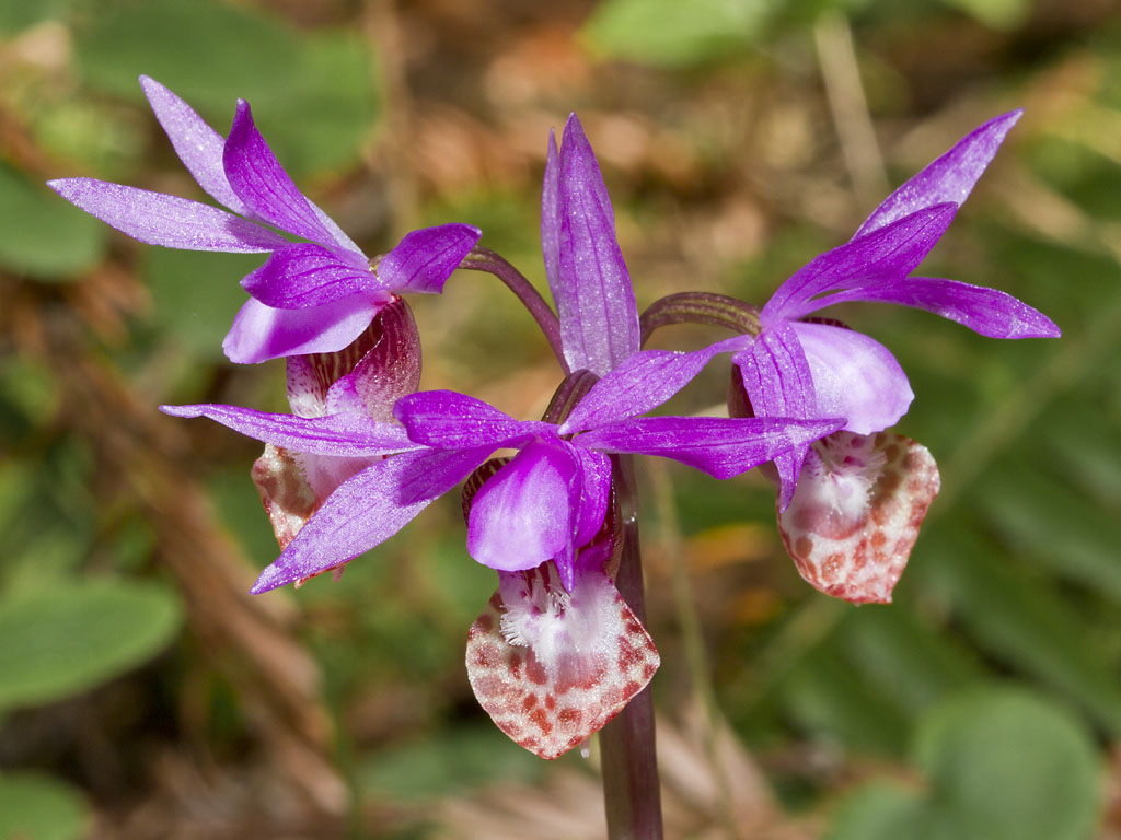 Calypso Orchid