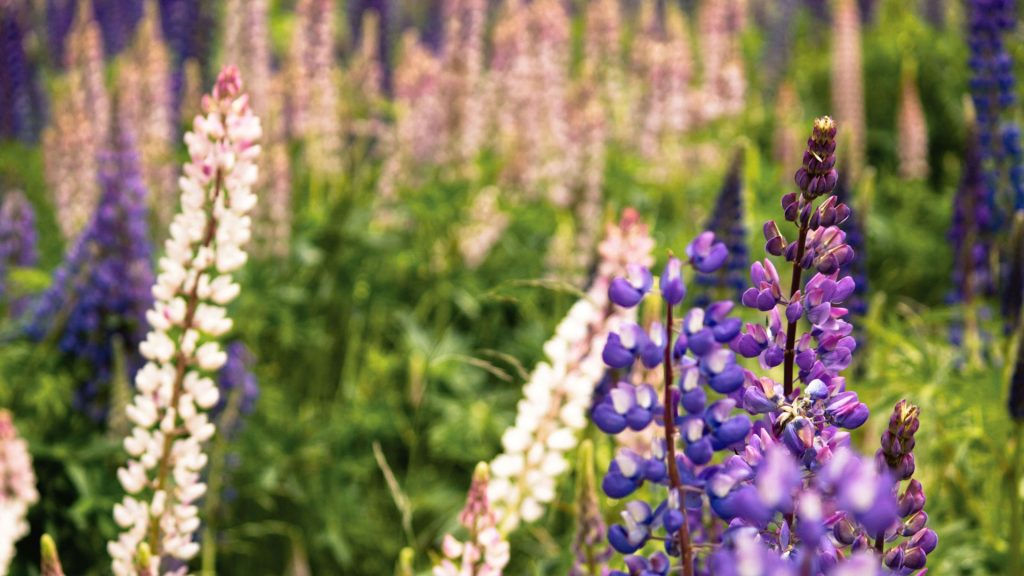 Lupines