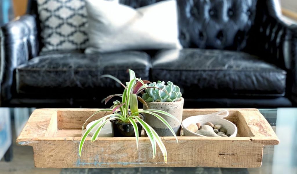 Coffee table plants