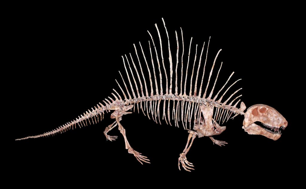 Dimetrodon, Permian Sail-Backed Predator