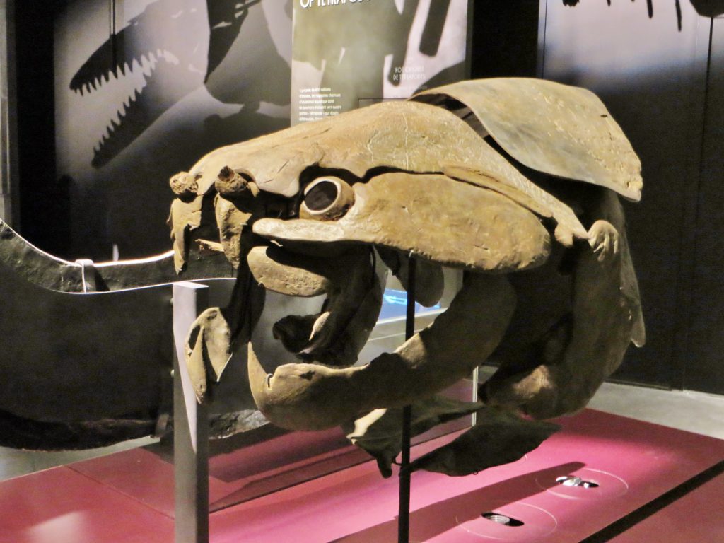 Dunkleosteus, Devonian Armored Hunter