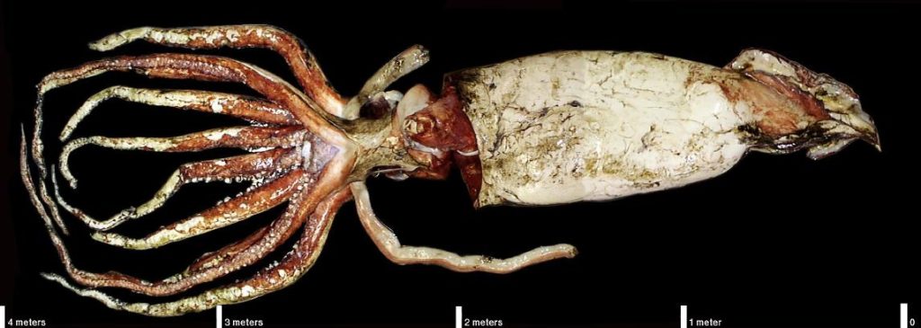 giant squid arms tentacles deep sea”