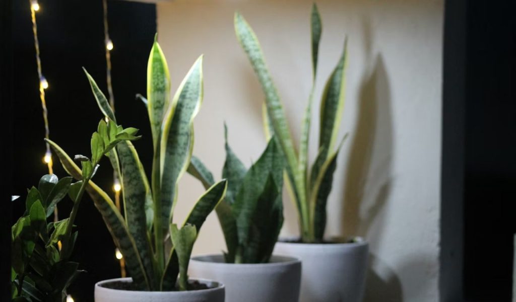 Indoor plants in pots