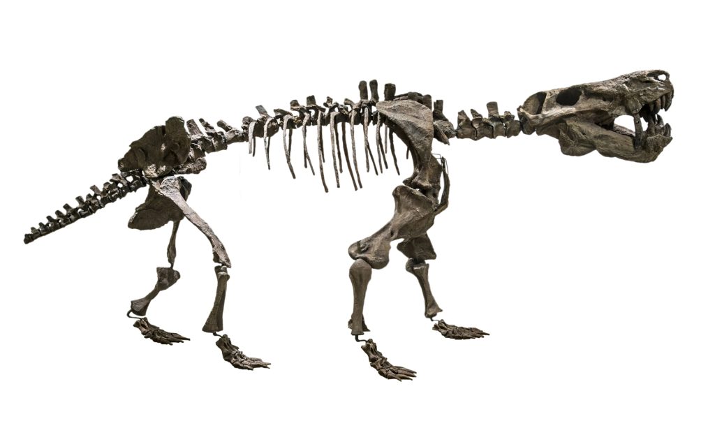 Inostrancevia, Saber-Toothed Survivor of the Permian