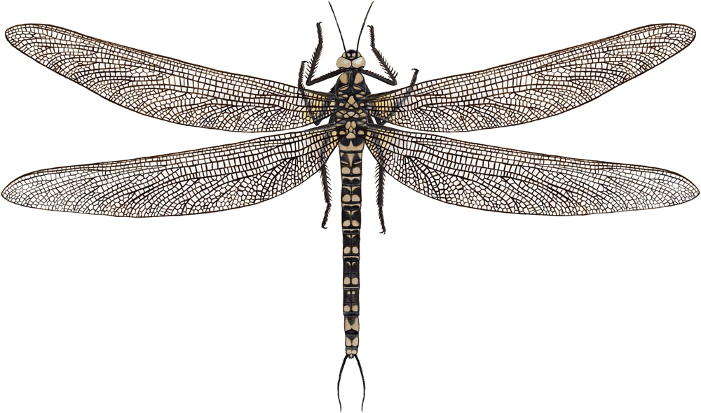 Meganeura, The Giant Dragonfly Relative
