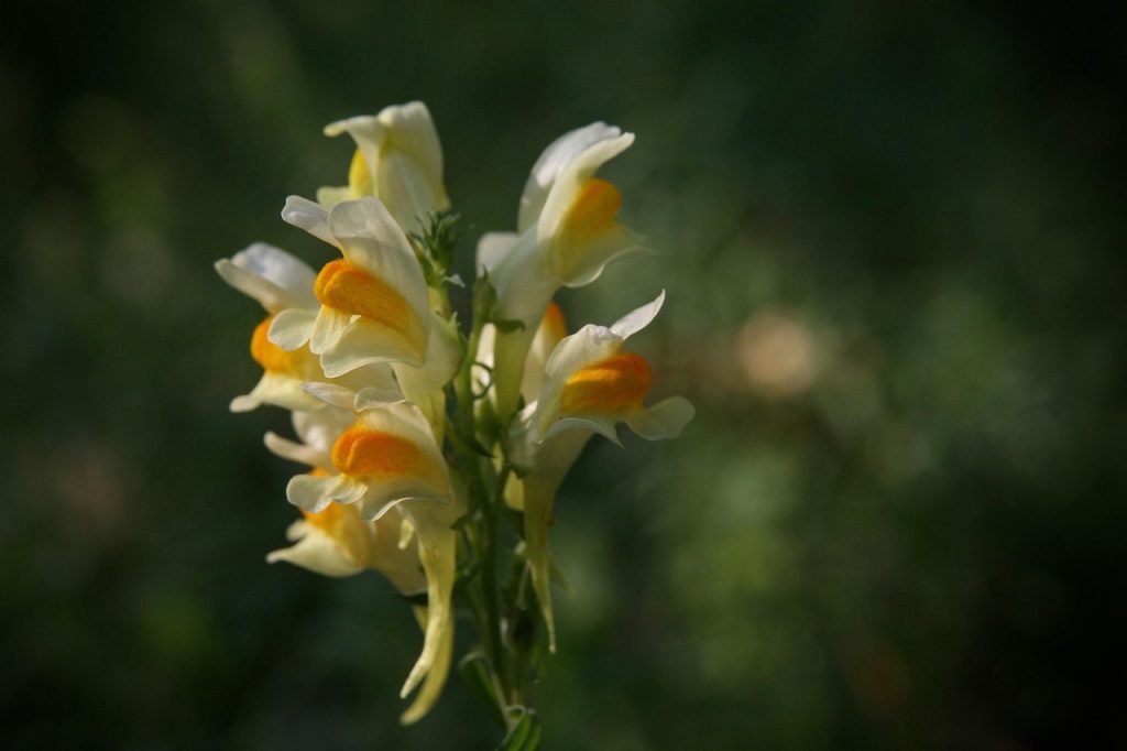 Snapdragons