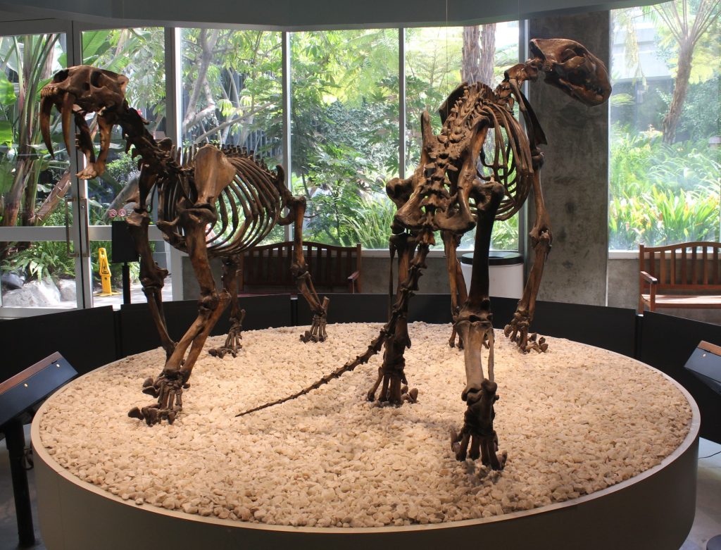 Smilodon, Ice Age Saber-Toothed Cat