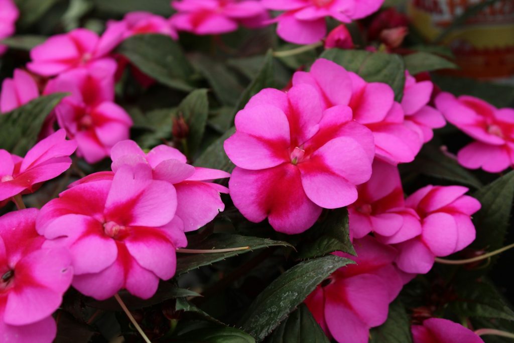 Impatiens