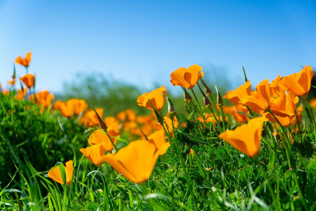 California Poppies