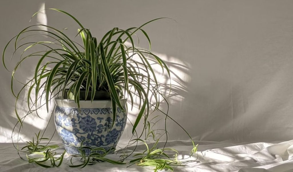 Spider plant