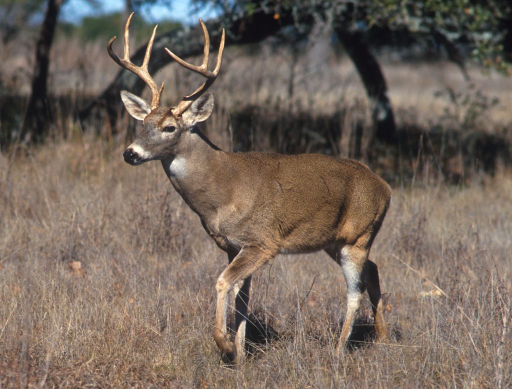 White Tailed Deer and Hand Feeding