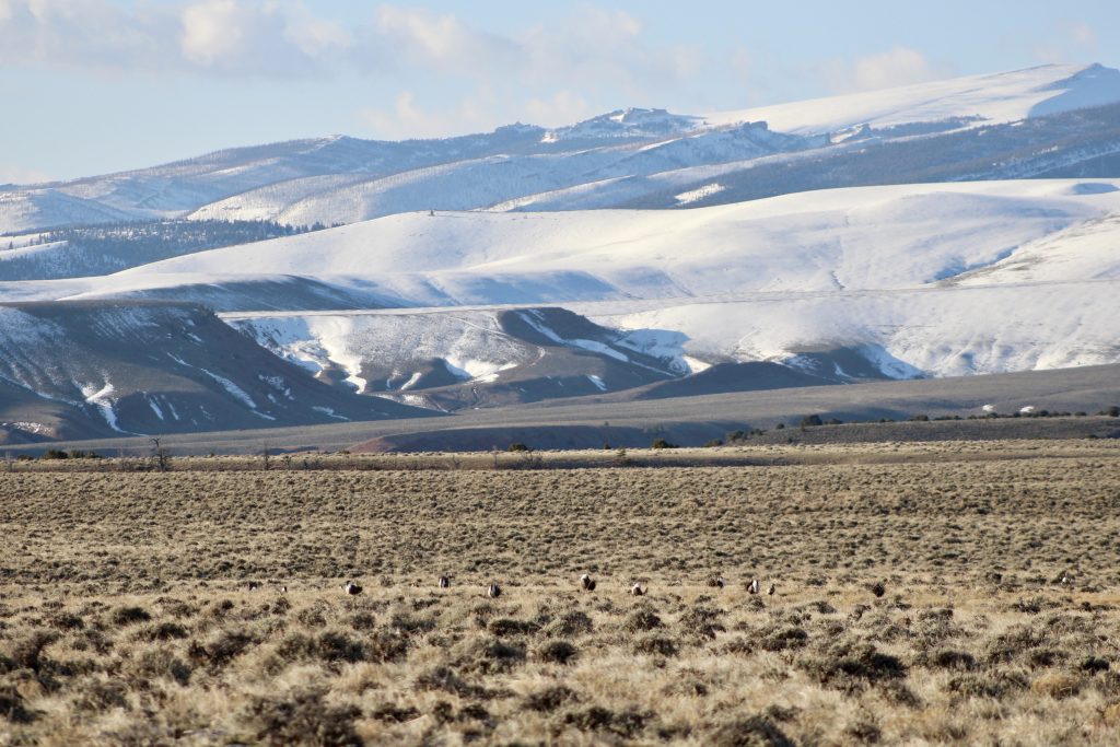 Wind River Reservation buffalo herd”