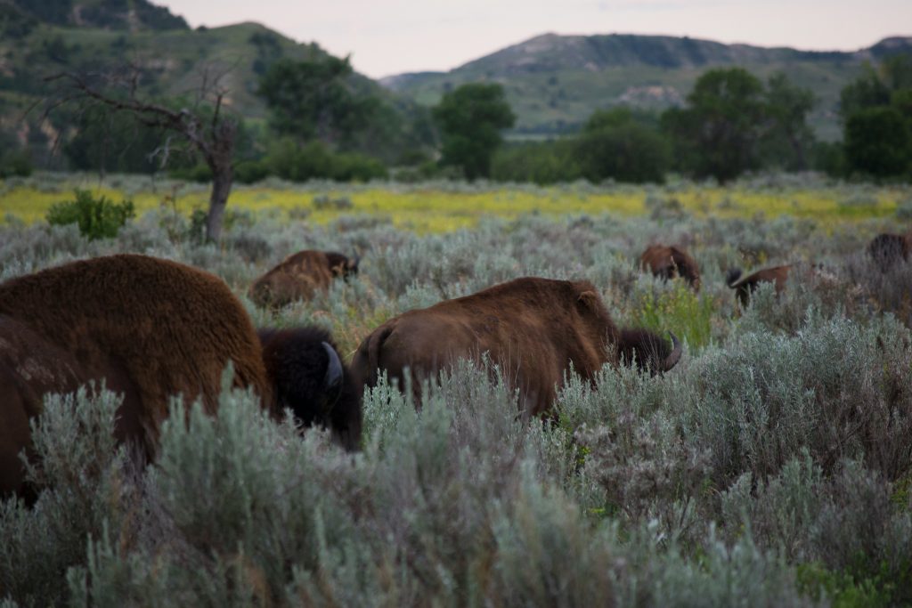 Theodore Roosevelt National Park bison”
