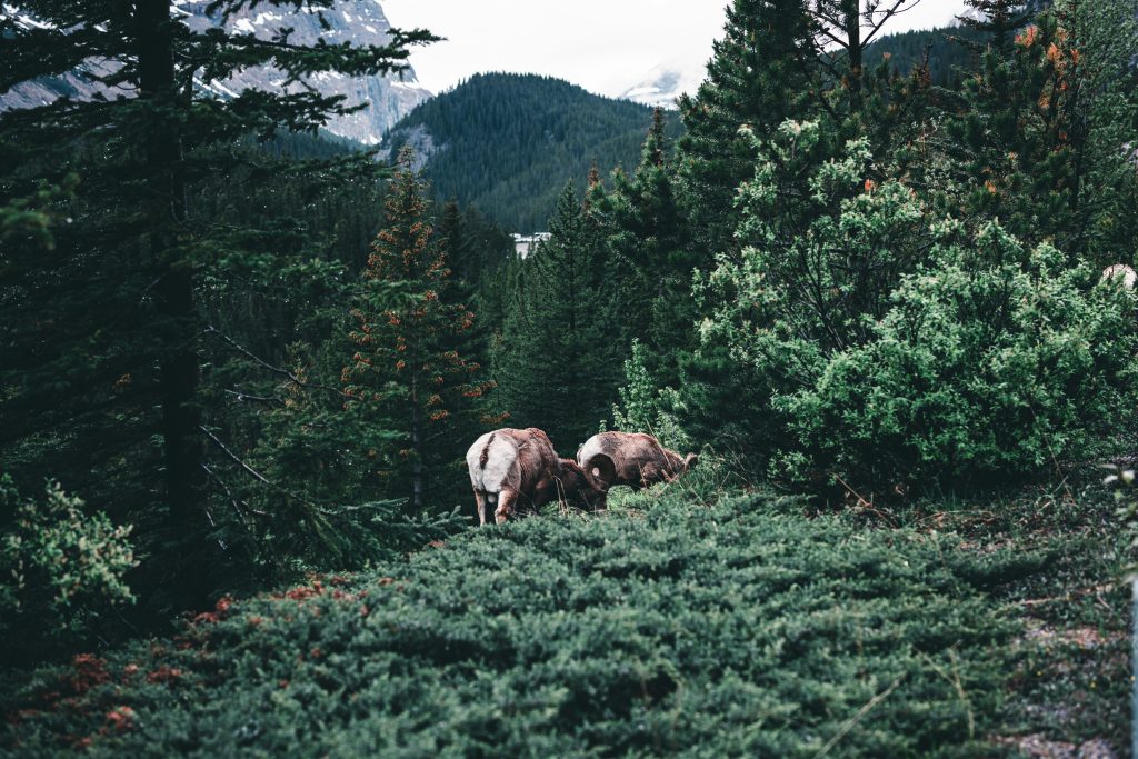 Banff National Park bison reintroduction”