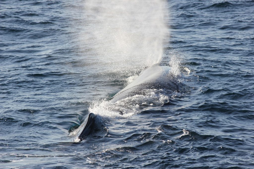 “sperm whale descending into darkness