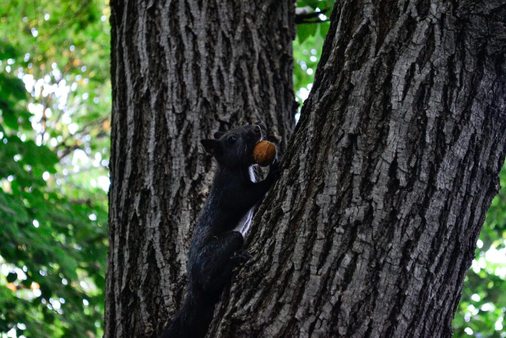 Introductions Spread Surprise Populations