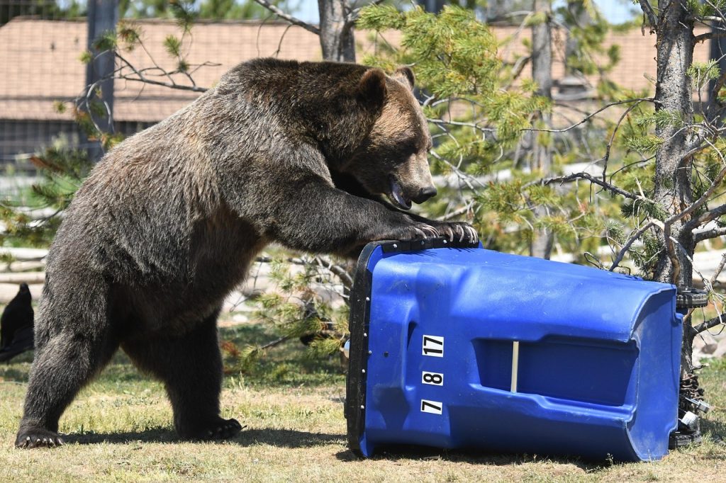 Black Bears and Unsecured Trash