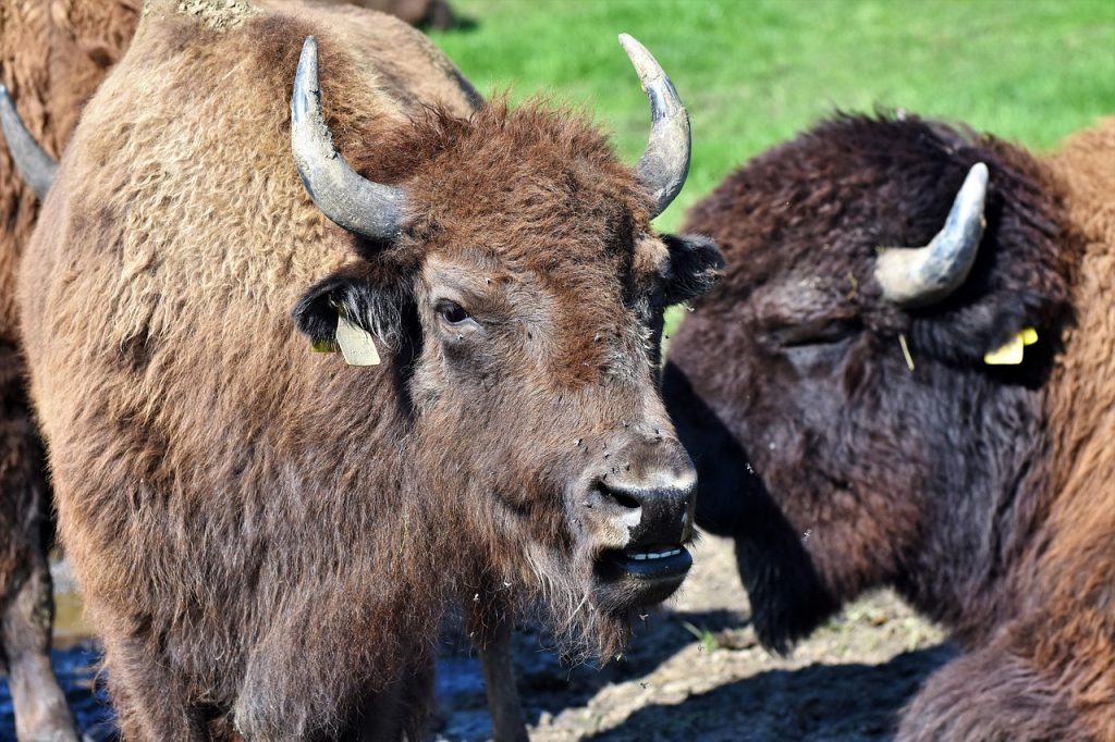 Tribal buffalo restoration Native American bison herd