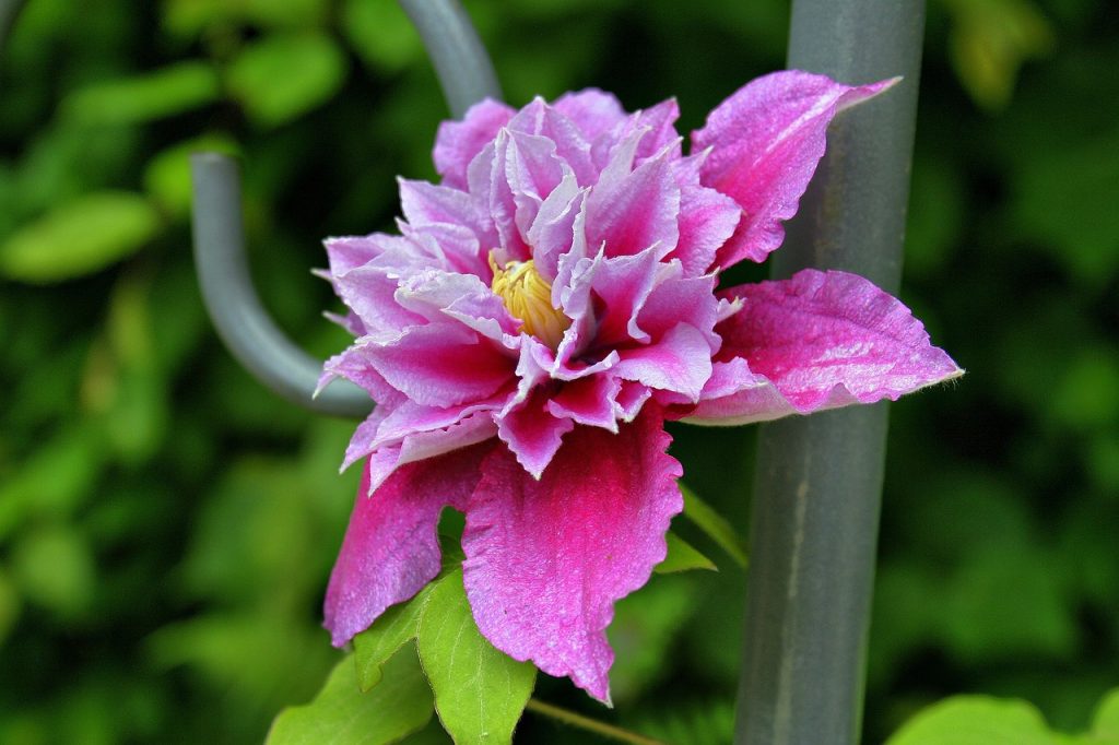 Clematis