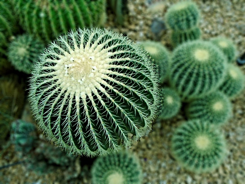 Barrel Cactus