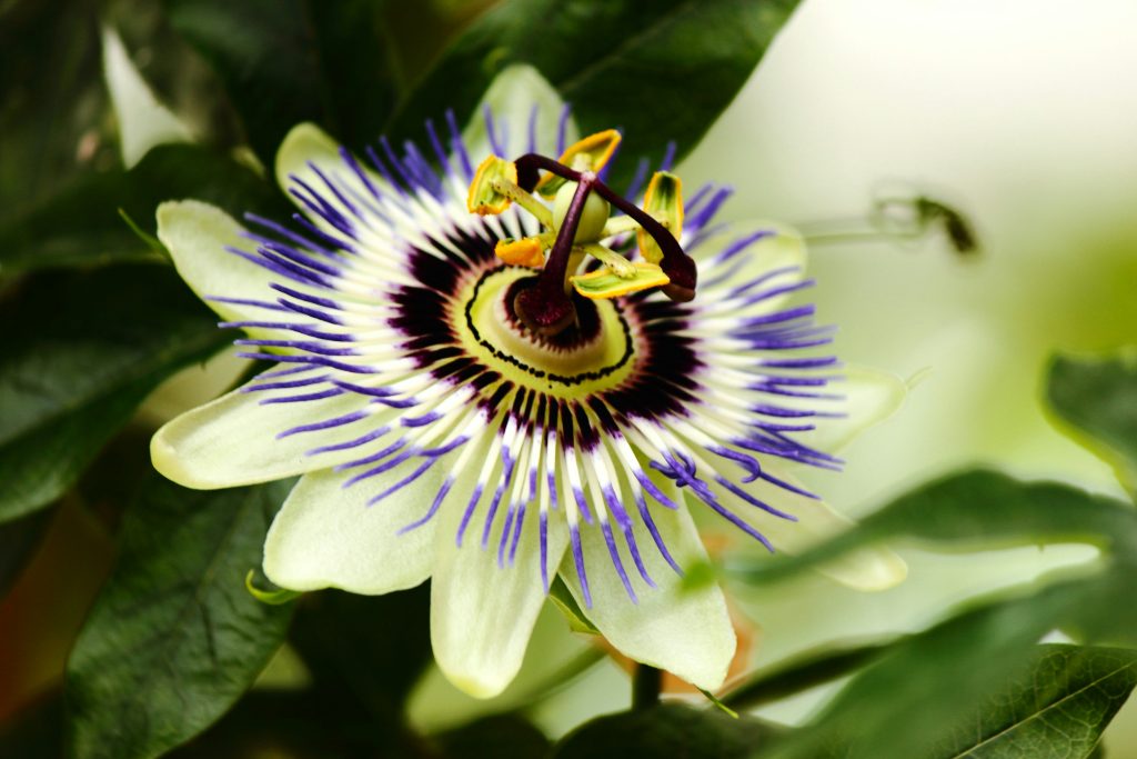 Passionflower