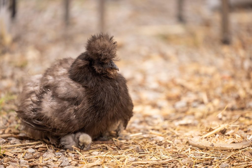 chicken coop sawdust bedding