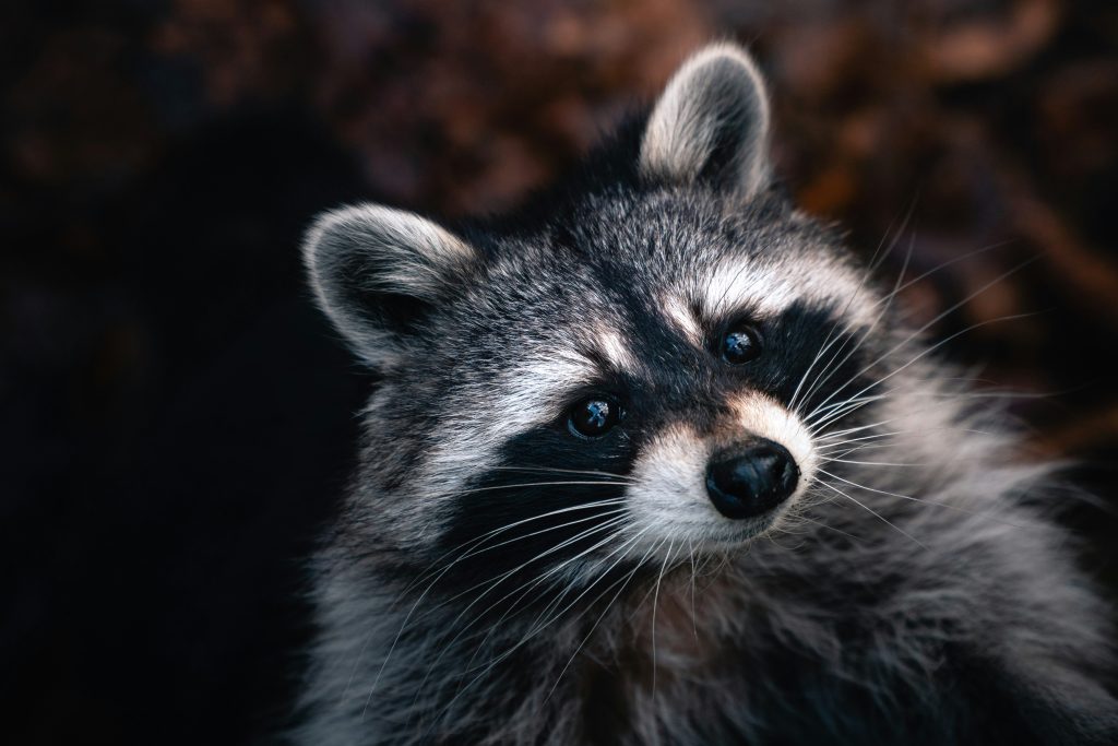 Raccoons and Open Access Points