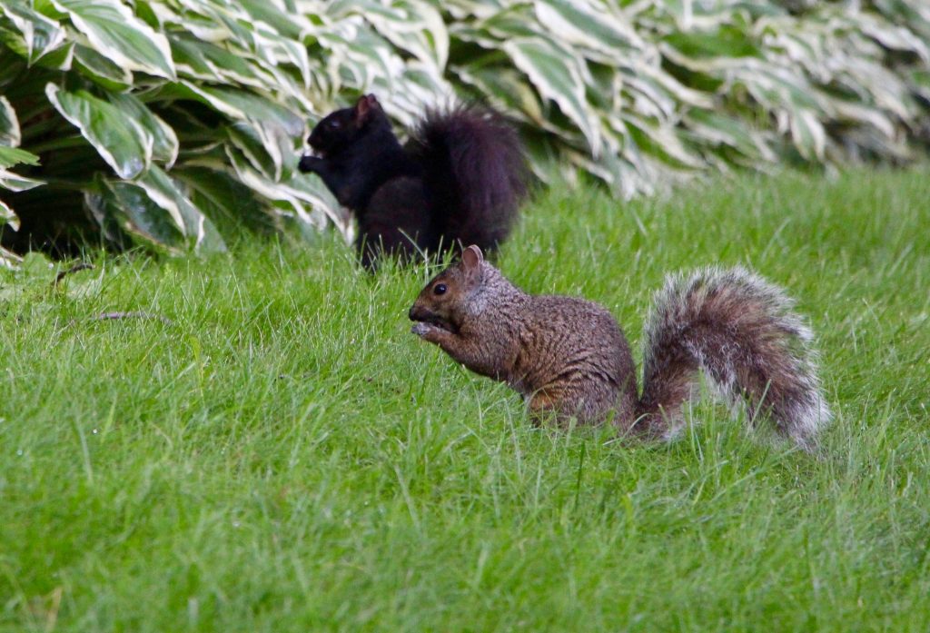 black squirrels
