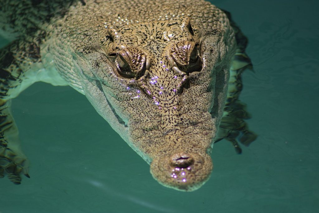 saltwater crocodile at water's edge
