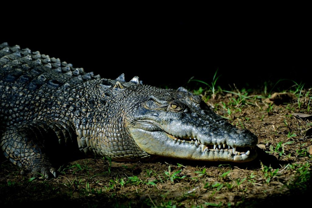 saltwater crocodile
