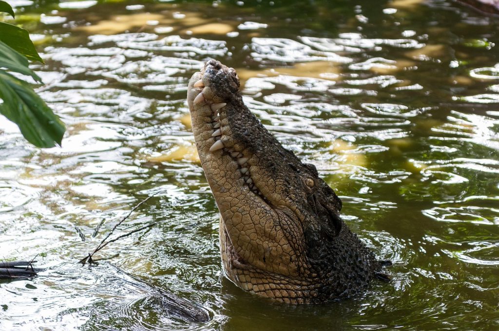 motionless crocodile water