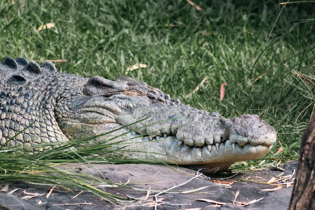 saltwater crocodile coastline