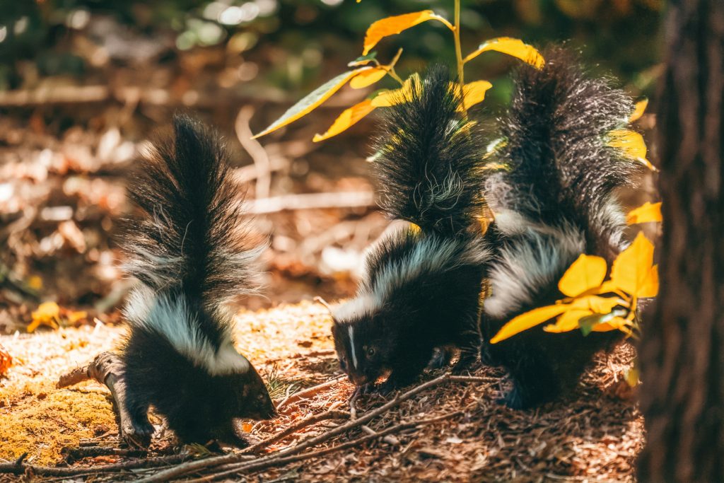 Skunks