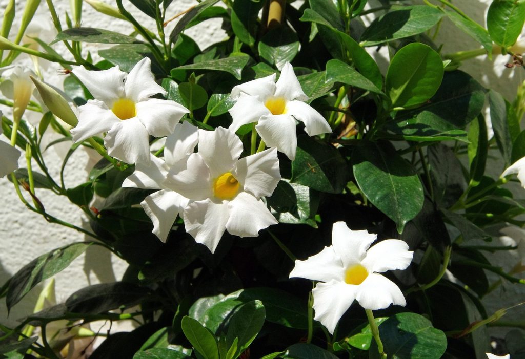 Mandevilla