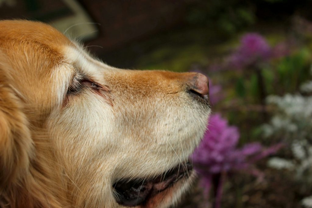 Dogs read tension through posture, breath, and scent.