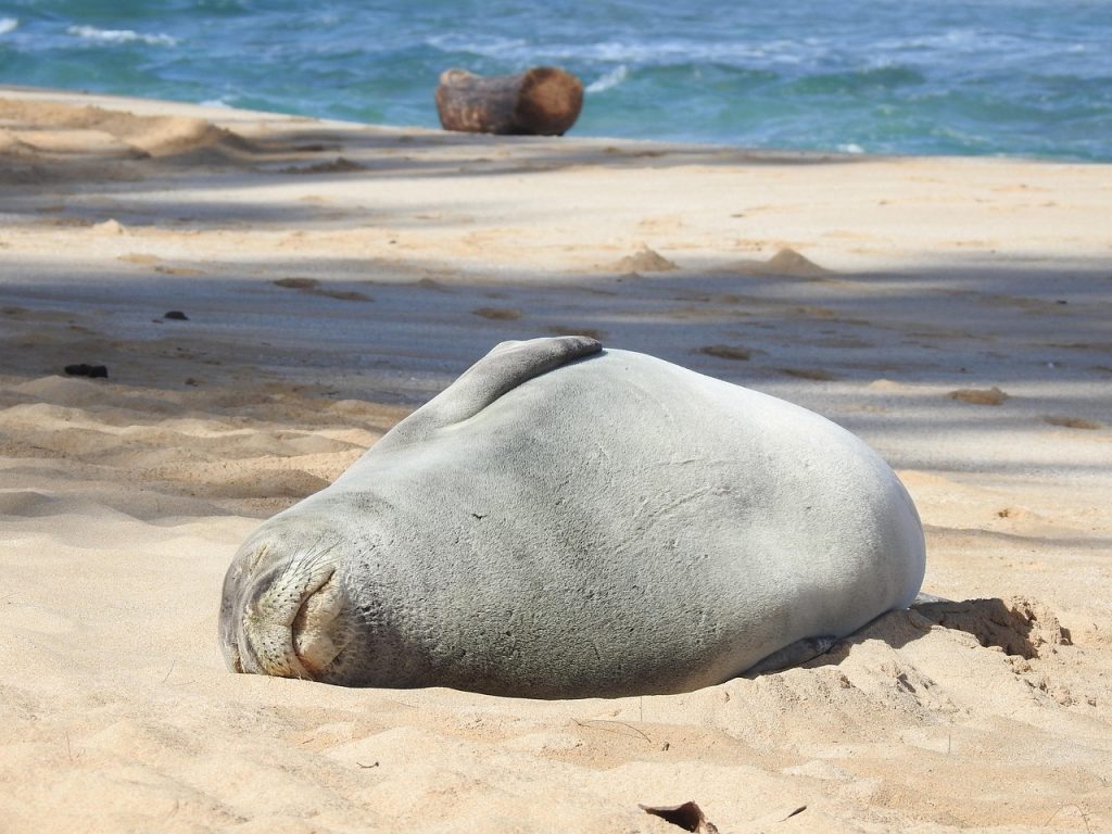 Hawaiian Monk Seals