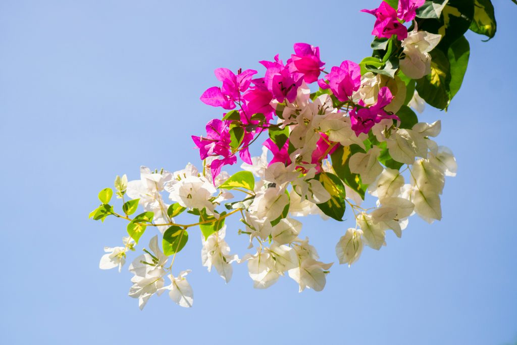 Bougainvillea