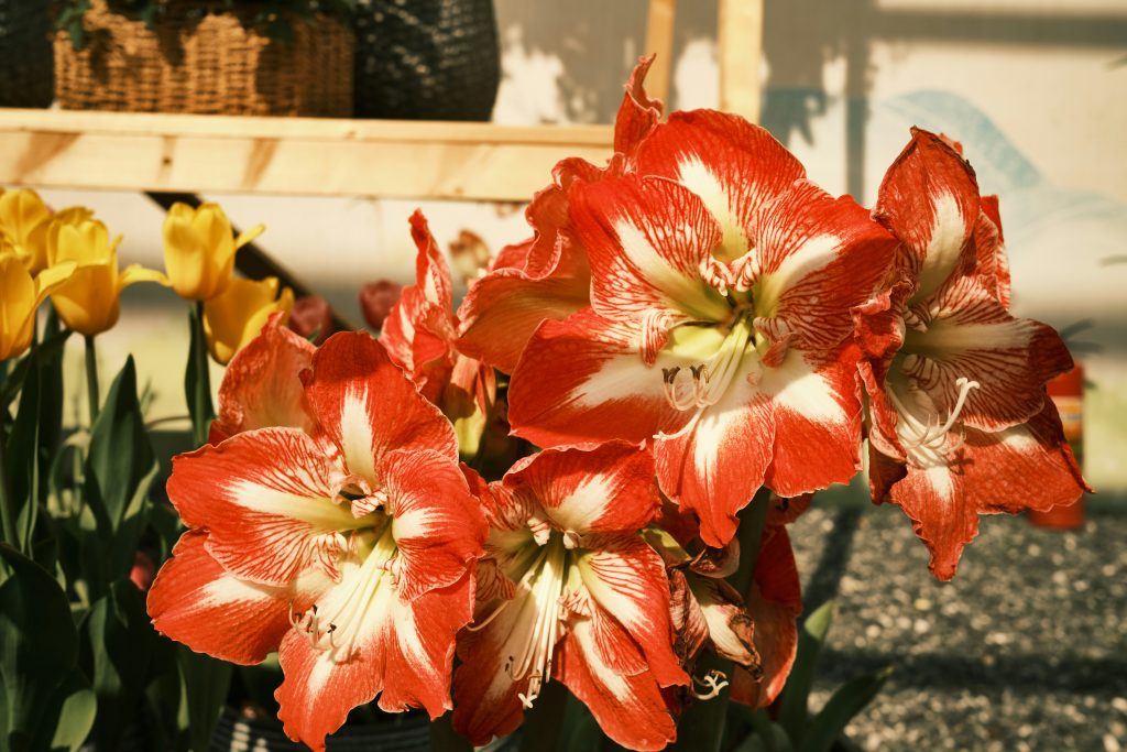 Amaryllis