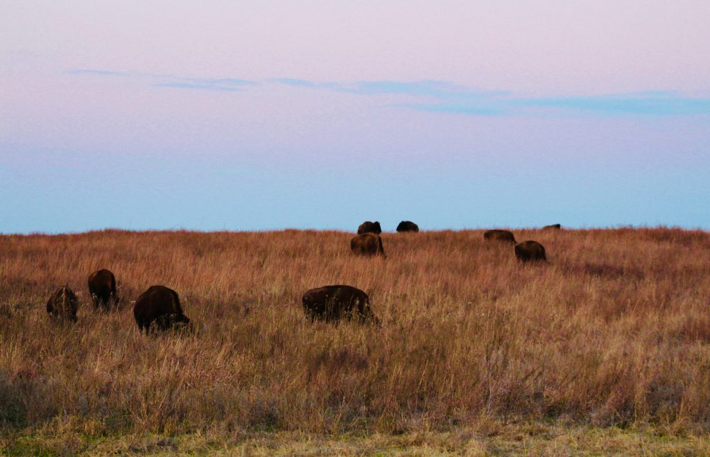 Tallgrass Prairie Preserve bison Oklahoma”
