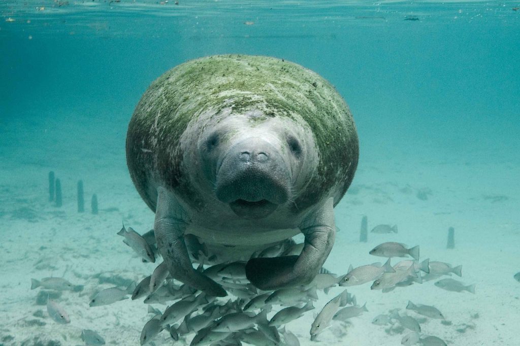 Florida Manatees