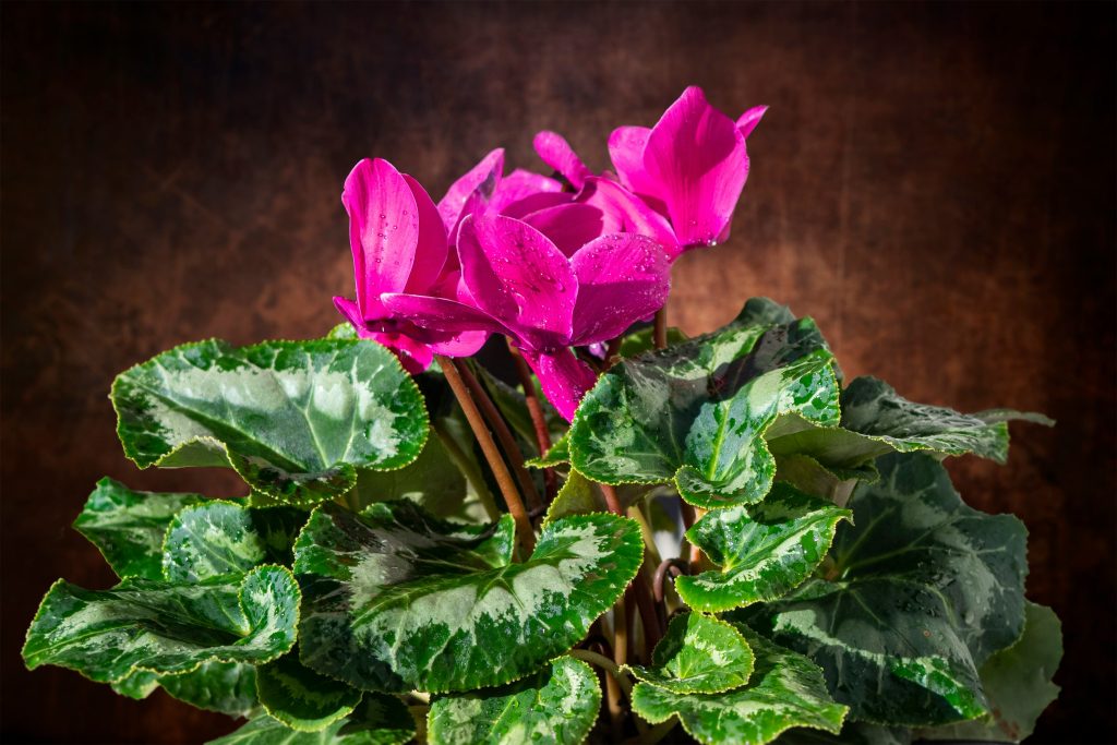 Cyclamen