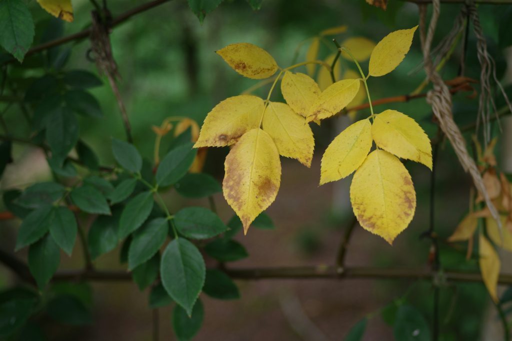 “nitrogen deficiency plants yellow leaves”